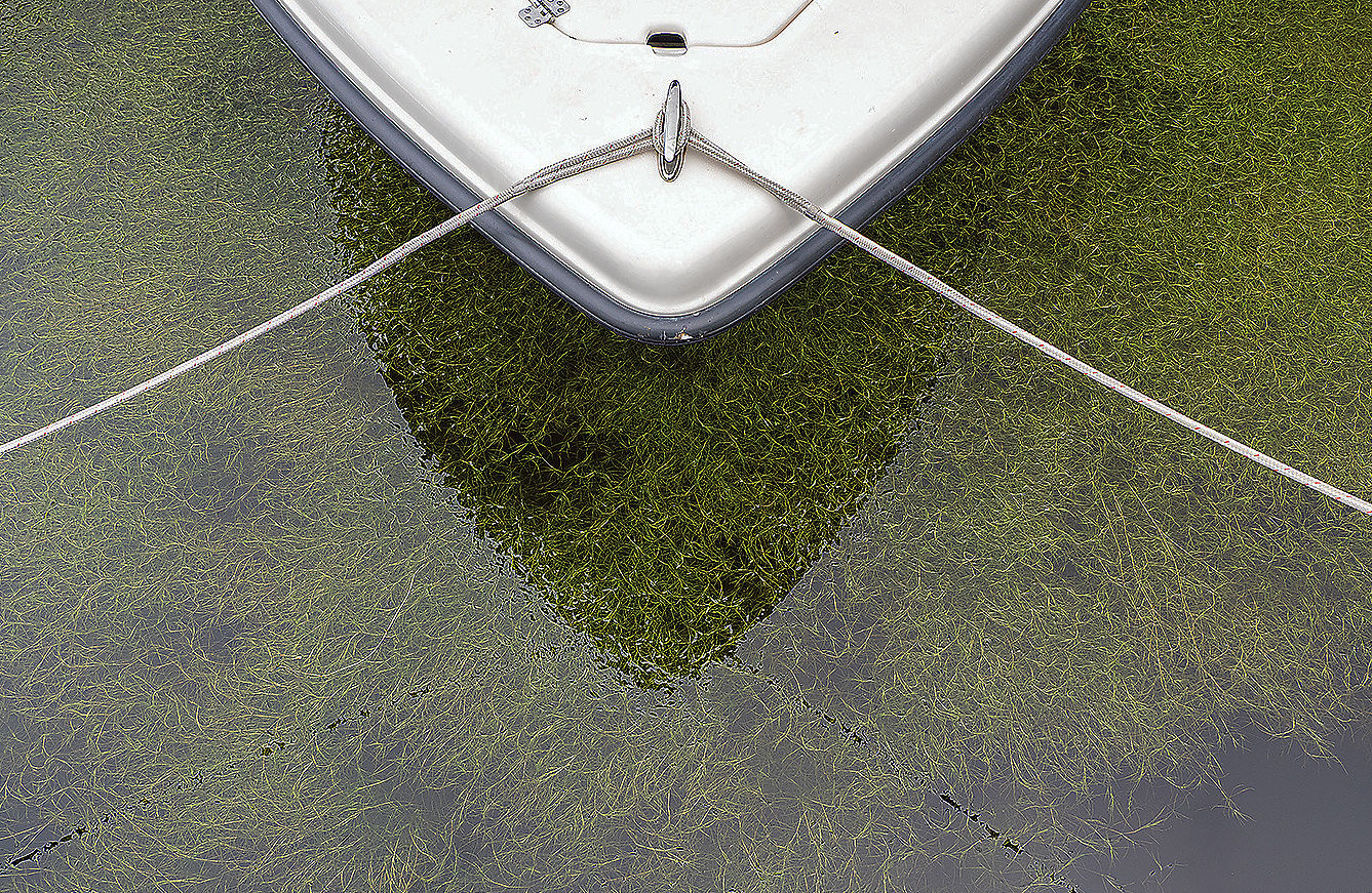 SAV by boat bow